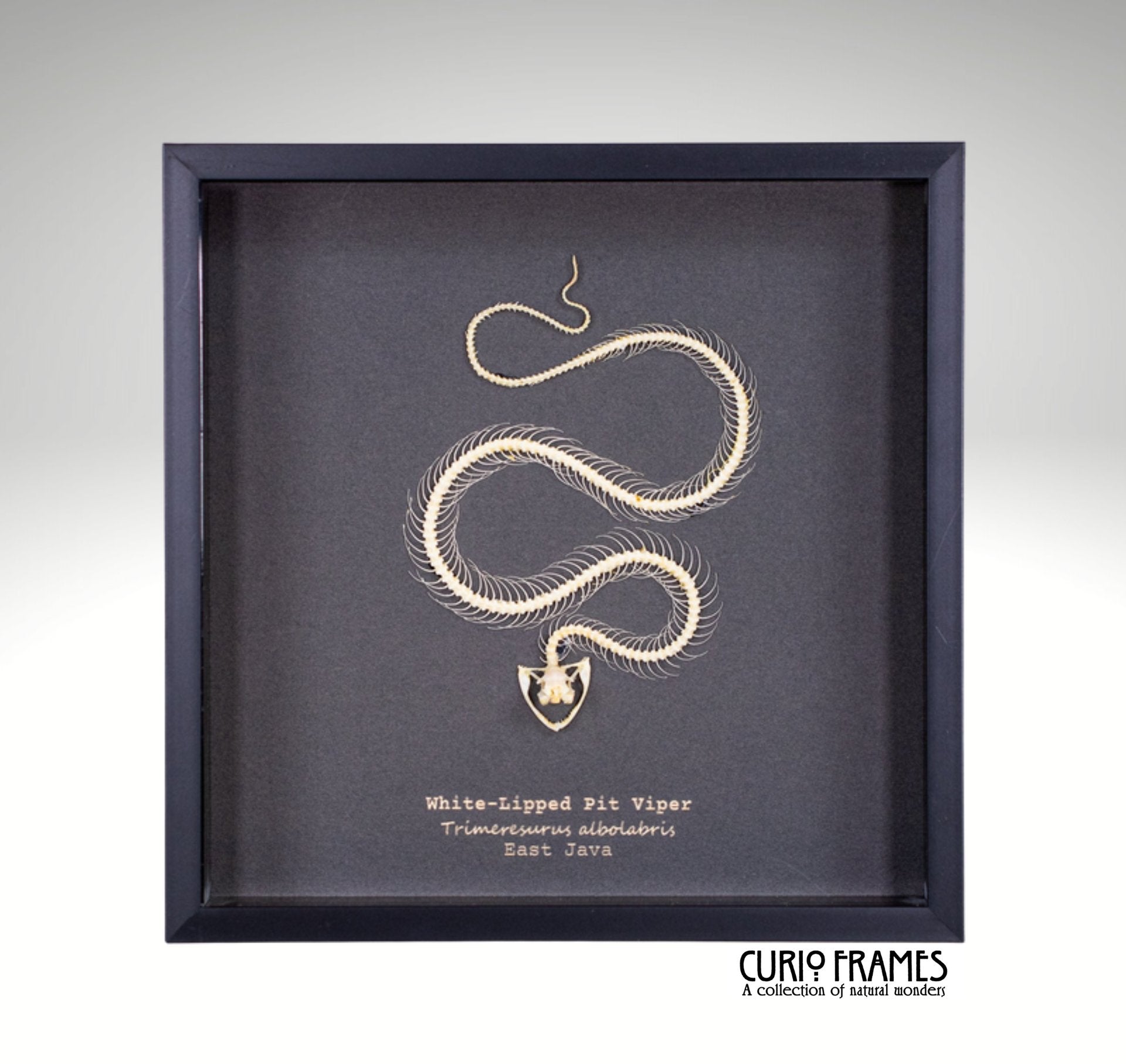 White Lipped Pit Viper Skeleton (8)