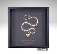 White Lipped Pit Viper Skeleton (8)