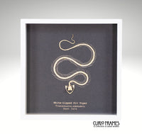 White Lipped Pit Viper Skeleton (8)