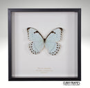White Morpho