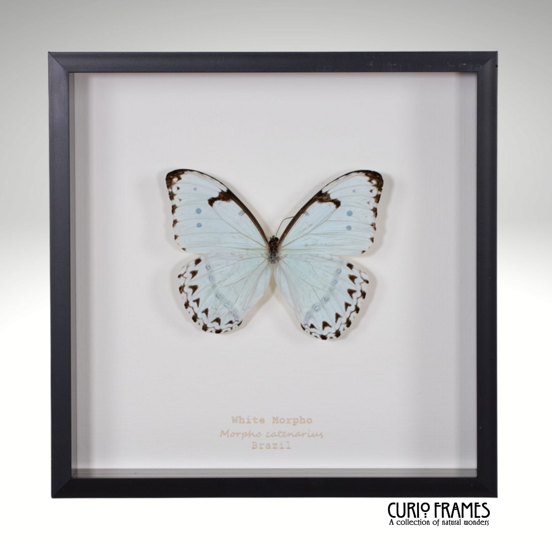 White Morpho