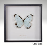 White Morpho