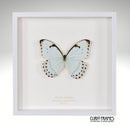 White Morpho