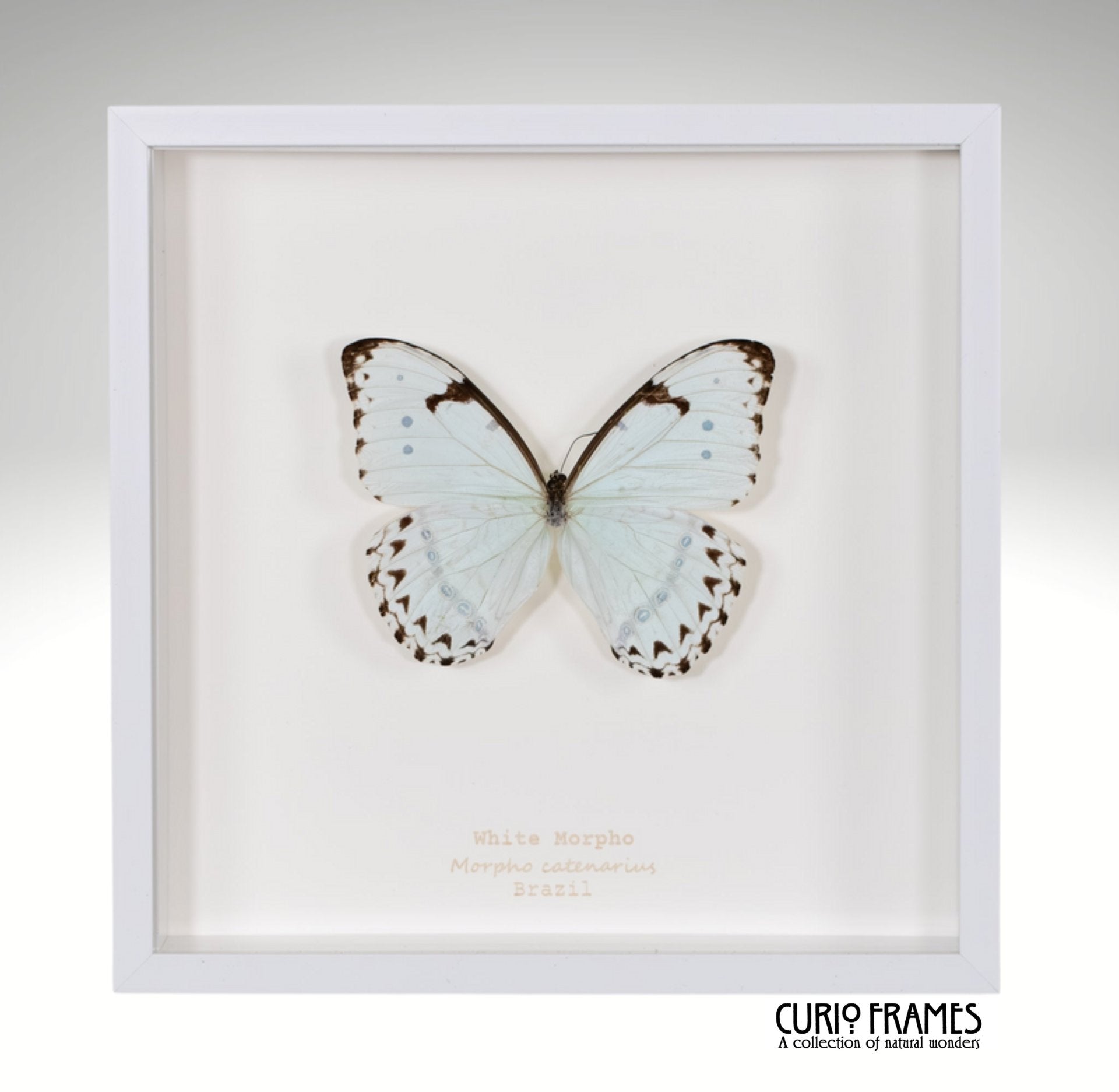 White Morpho