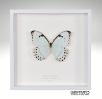 White Morpho
