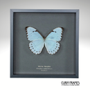 White Morpho