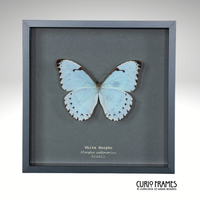 White Morpho