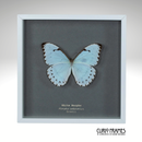 White Morpho
