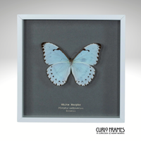 White Morpho