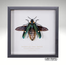 Woodboring Jewel Beetle