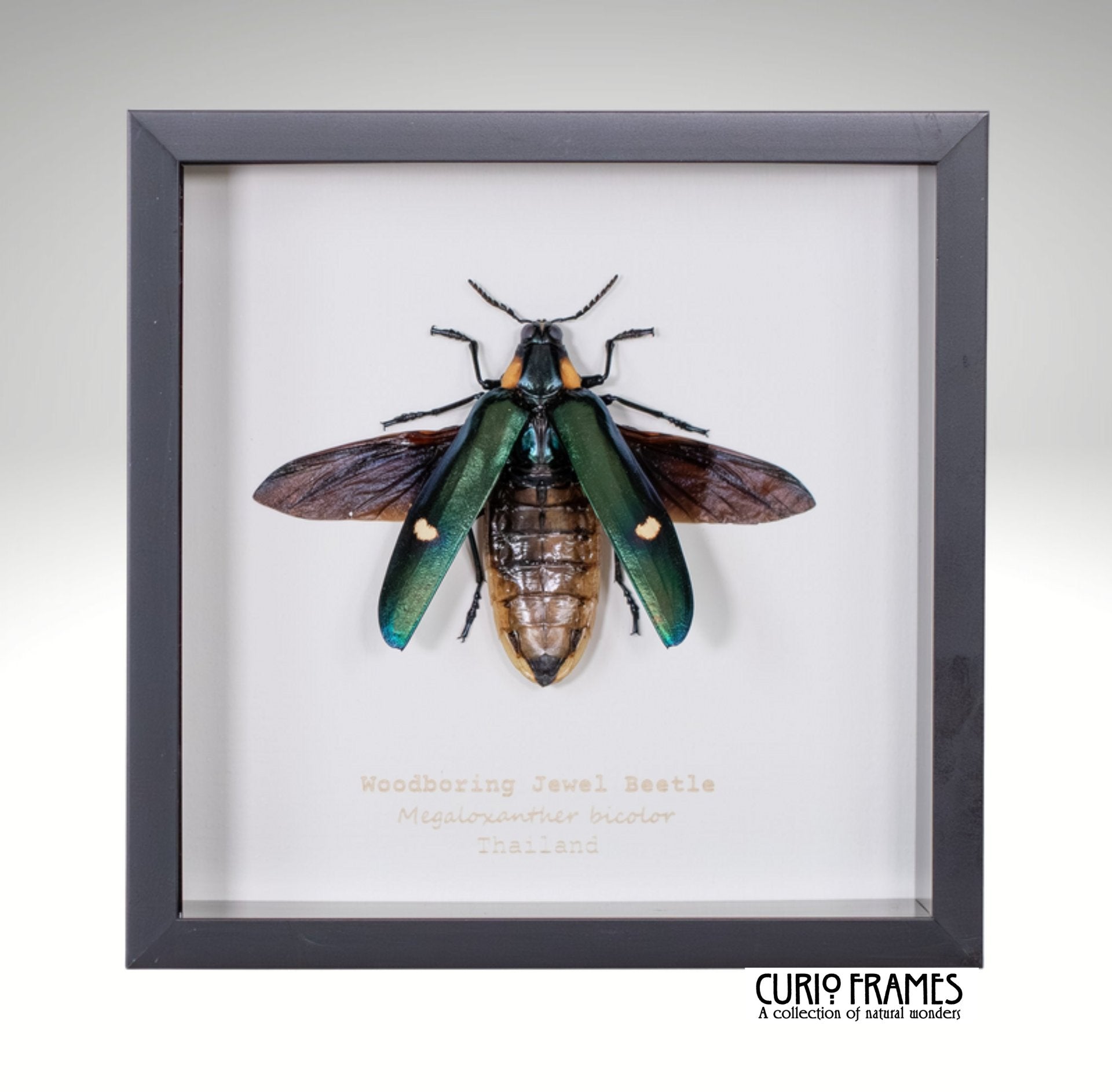 Woodboring Jewel Beetle