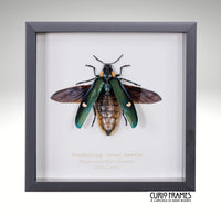 Woodboring Jewel Beetle