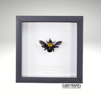 Yellow Carpenter Bee