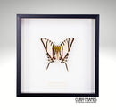 Zebra Swordtail