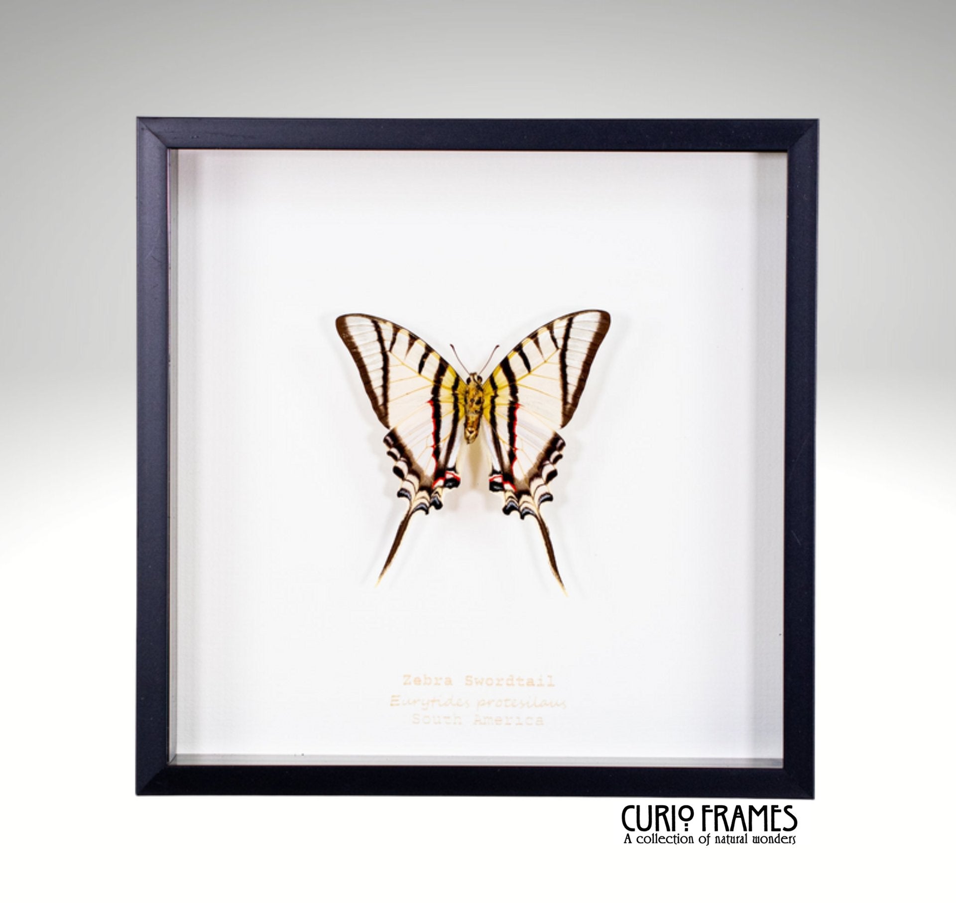 Zebra Swordtail