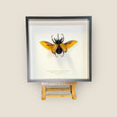 Five Horned Rhino Beetle image 1