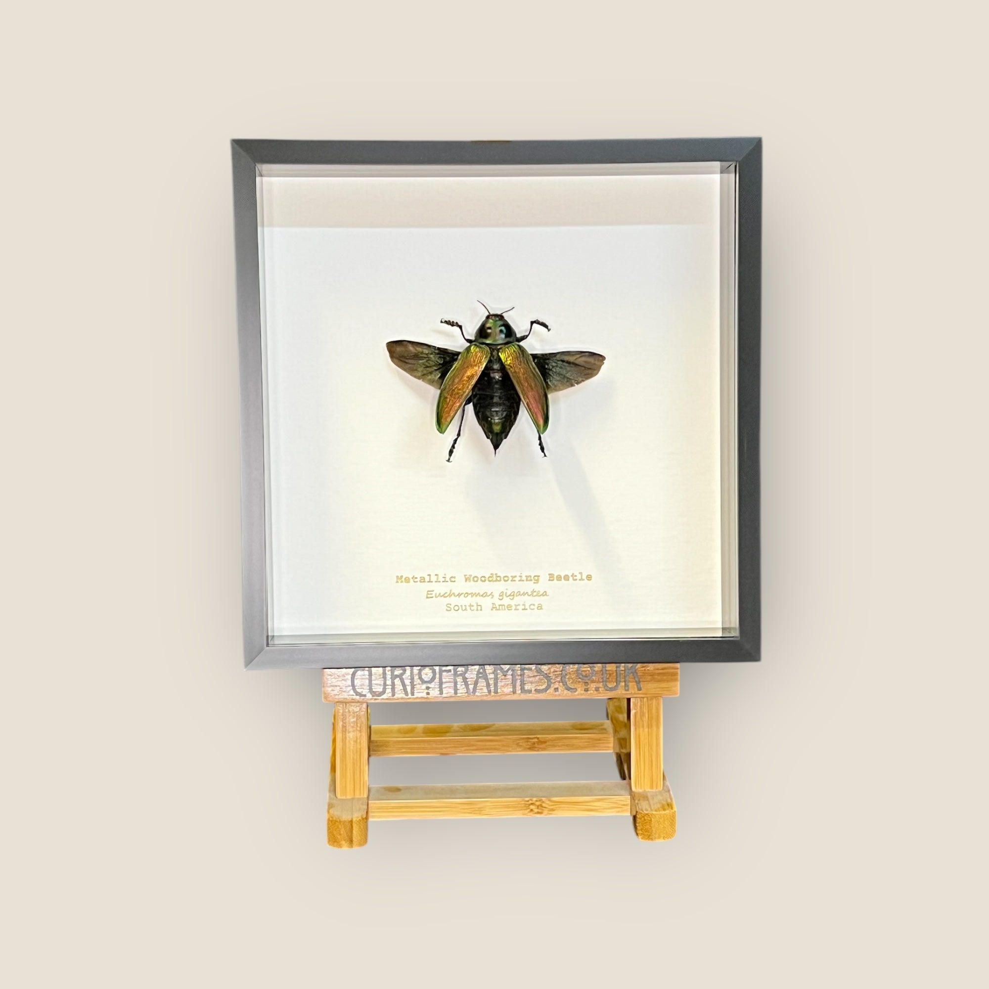 Metallic Woodboring Beetle image 0