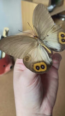 Owl Butterfly